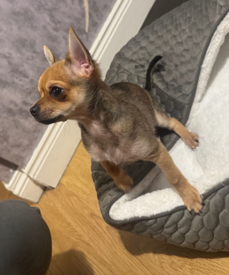 3 month old male chihuahua 