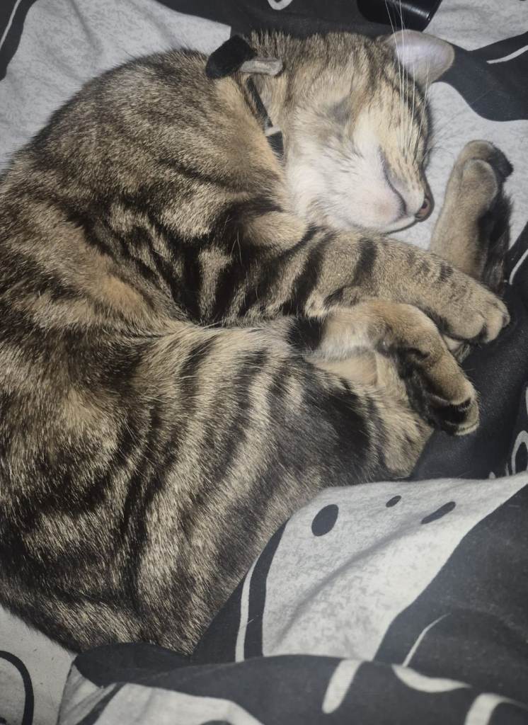 Mix breed cat forsale