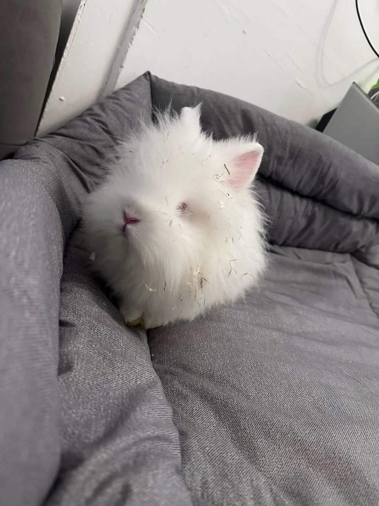 2 rabbits ready to go 