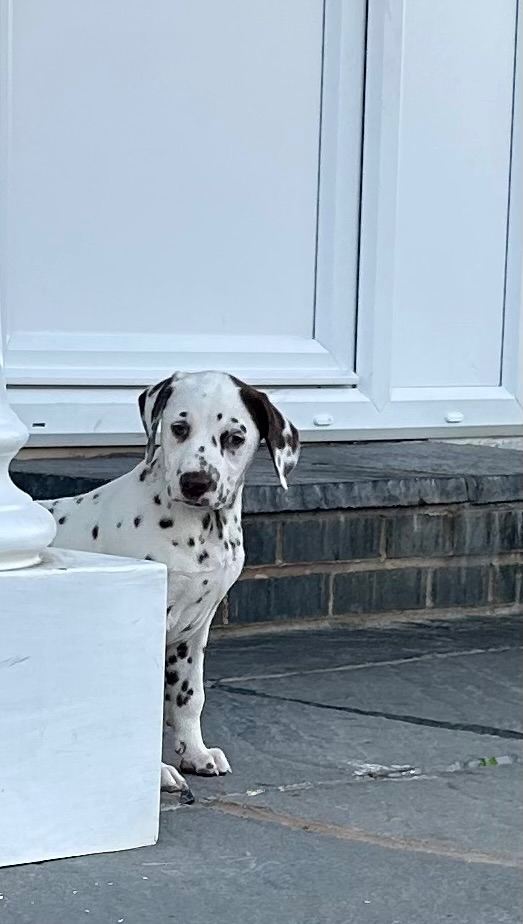 Dalmatians