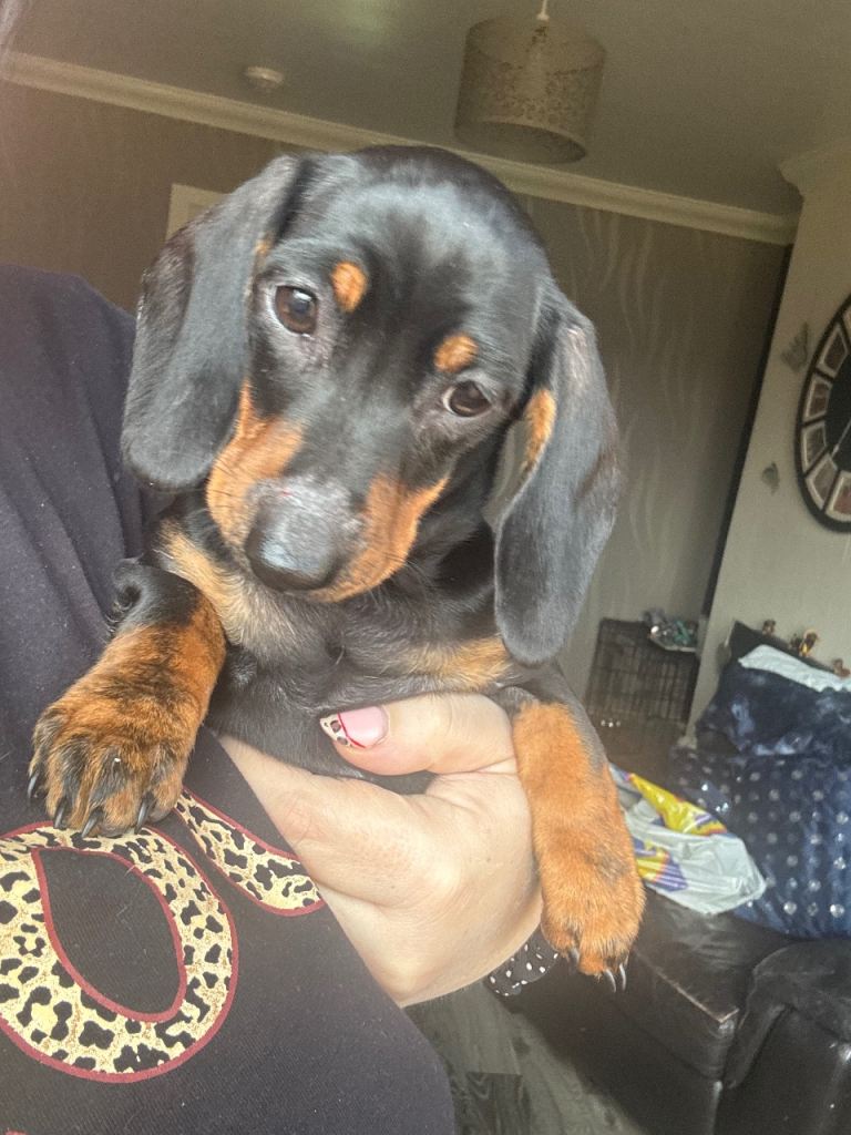 Mini Smooth Haired Dachshund 