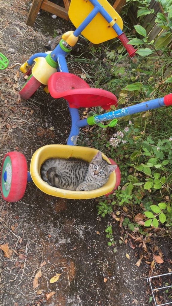 2 kittens for sale!