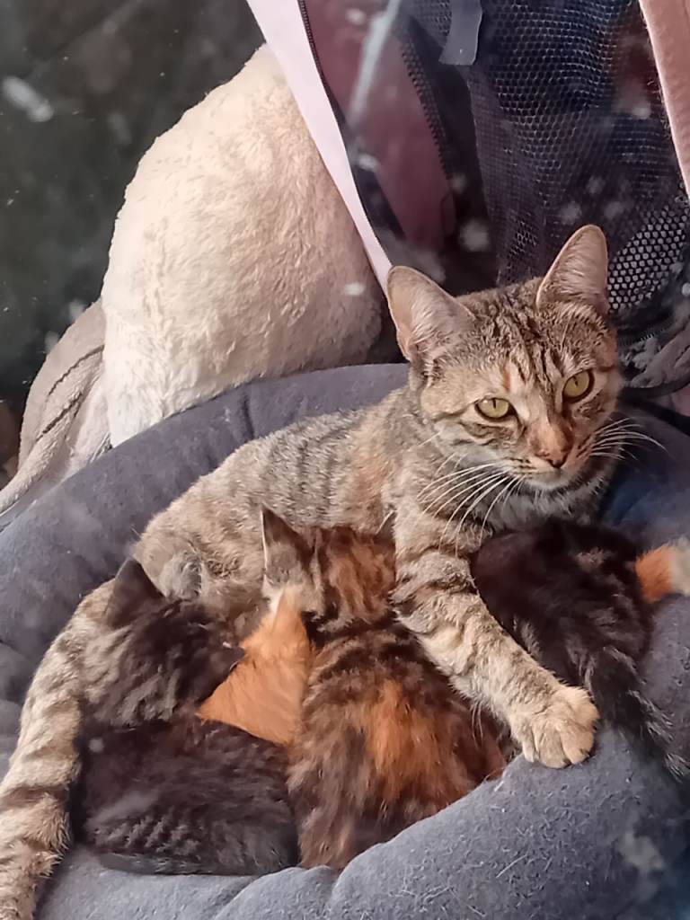 4 kittens for sale 