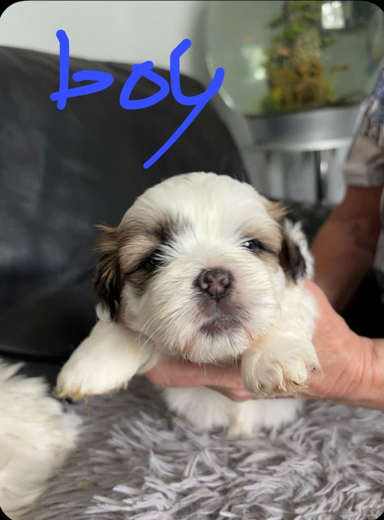 Shih Tzu Puppies