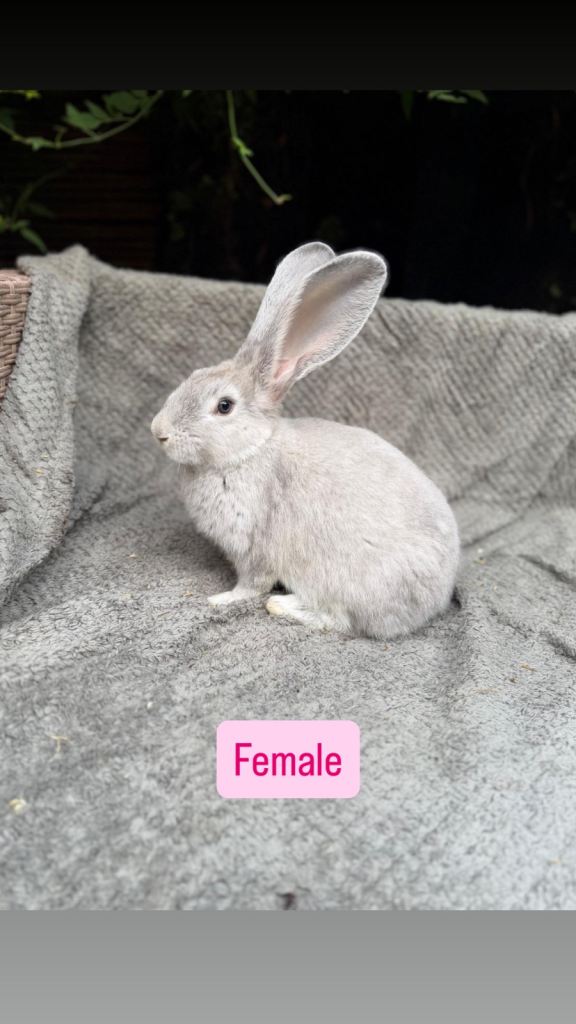 Continental Giant Baby Rabbits