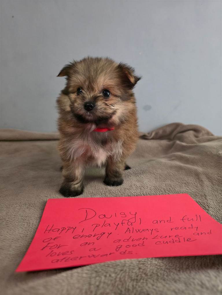  GORGEOUS YORKIE × POMERANIAN PUPPIES – 5 GIRLS & 2 BOYS 🐾