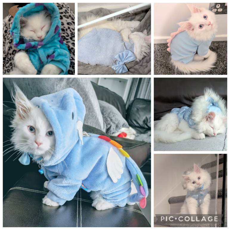 Cat kitten clothes 14 different adorable outfits & 1 pair of gloves great condition