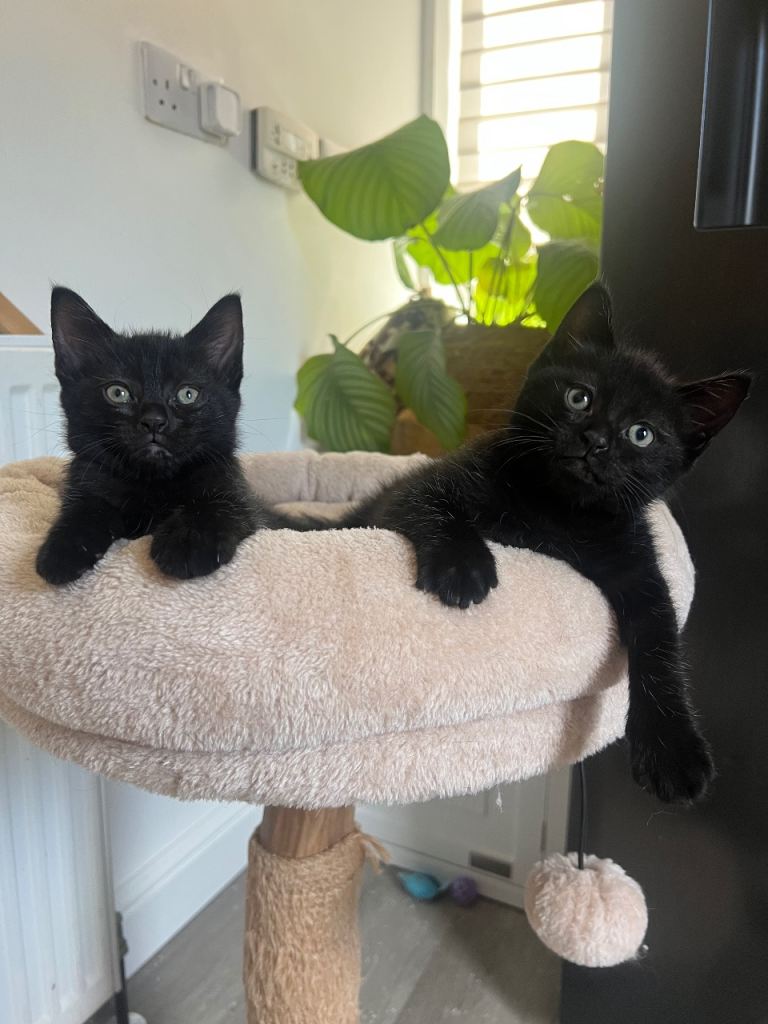 Ragdoll cross kittens