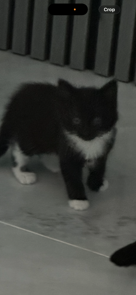One little kittens looking for a loving home.
