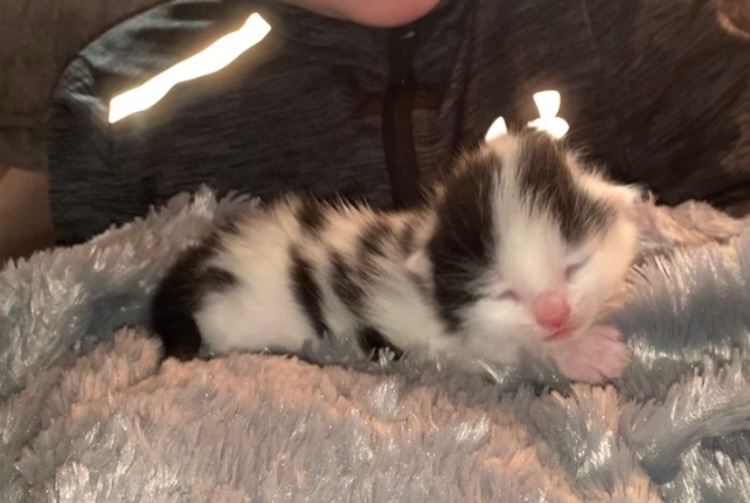 Kittens for sale 