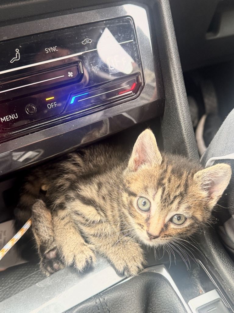 7 Week Old Tabby Kitten