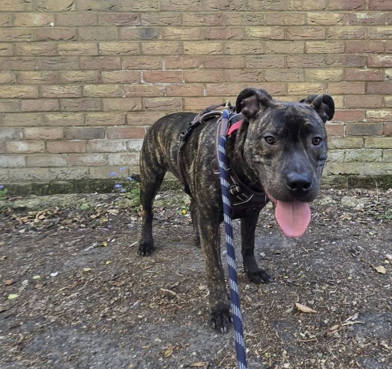 Staffy Puppy Brindle Boy