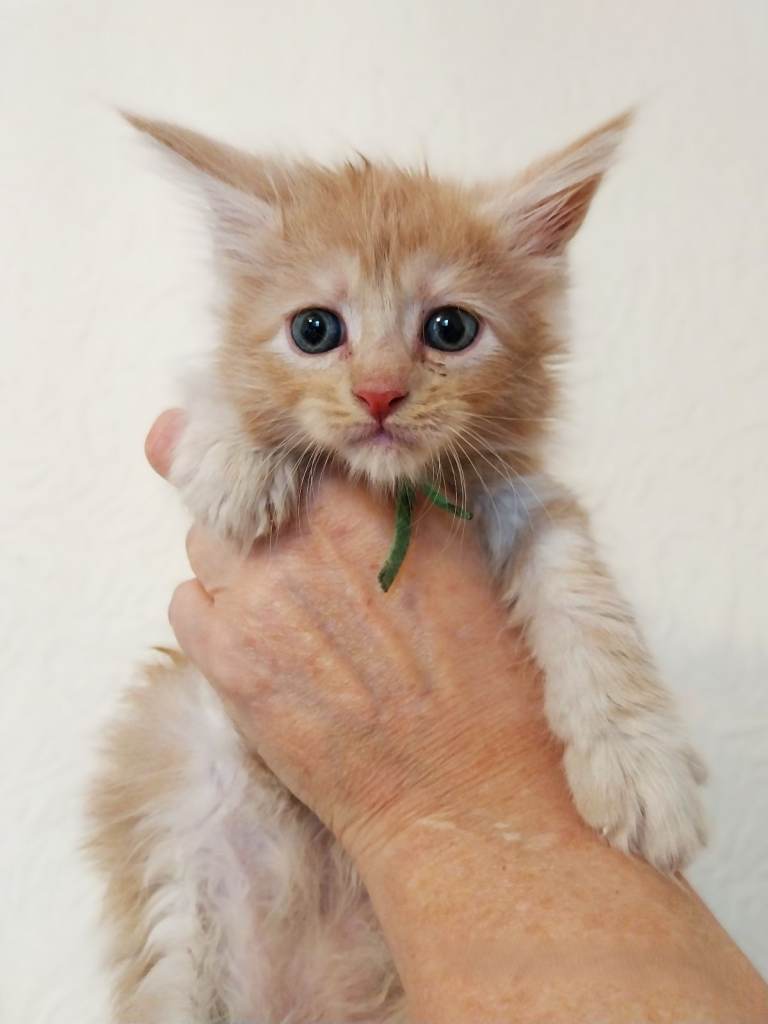 Stunning TICA Reg Maine Coon Kittens. Cream. Red. Tortie