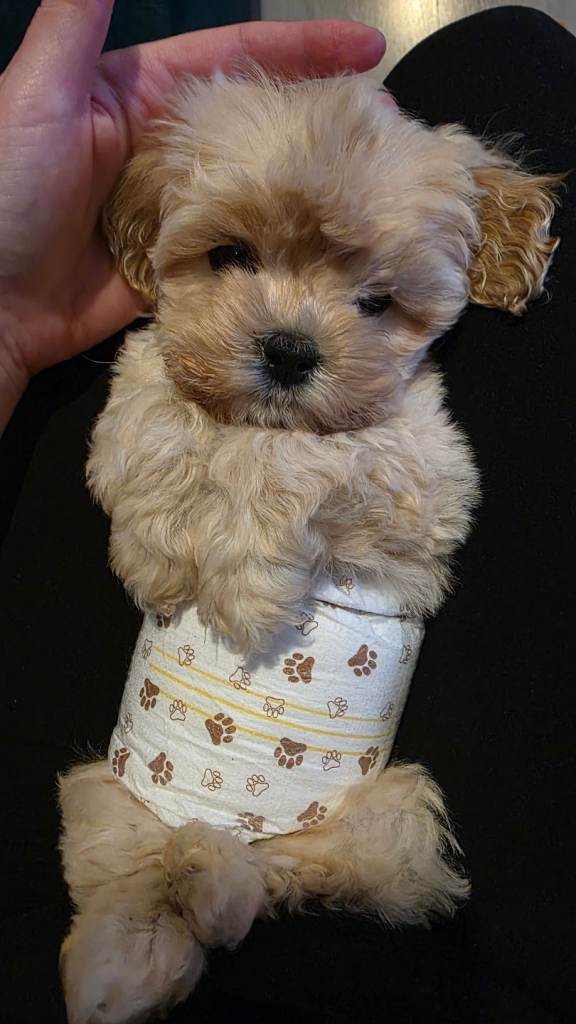 Tiny Maltipoo boy