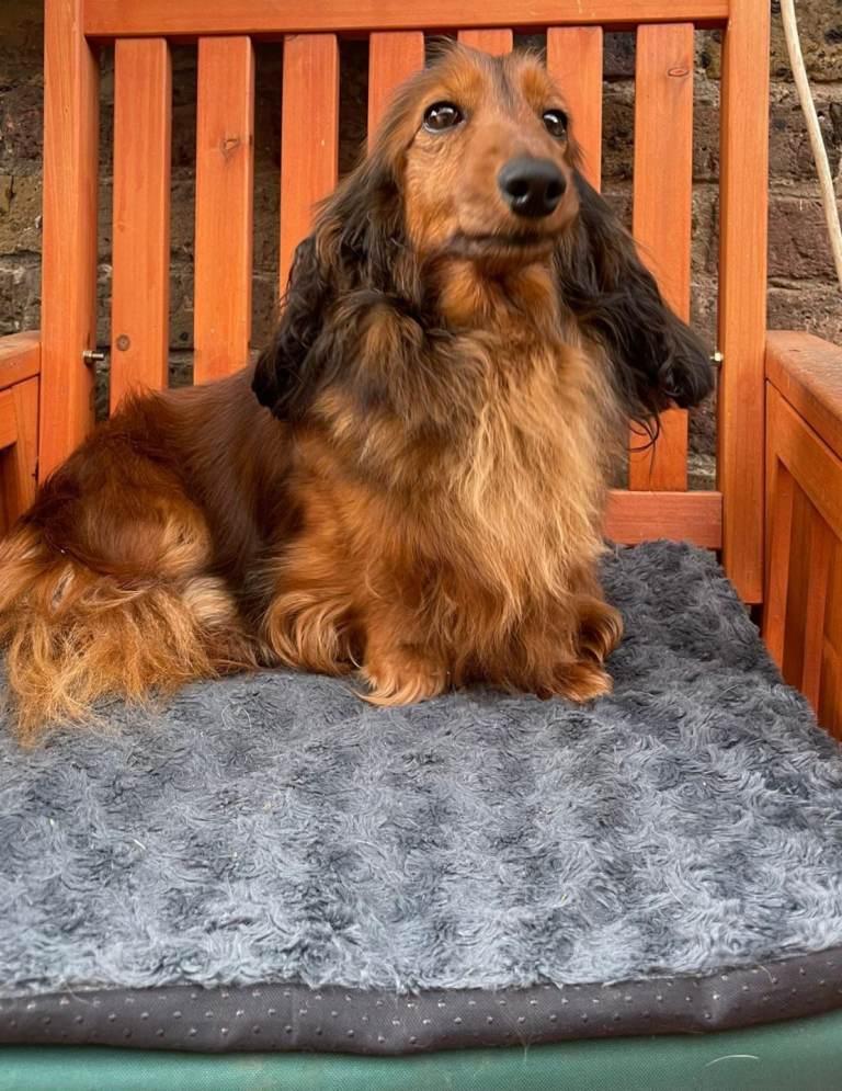 Long hair daschund 