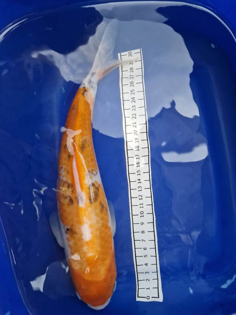 Koi for sale high quality 