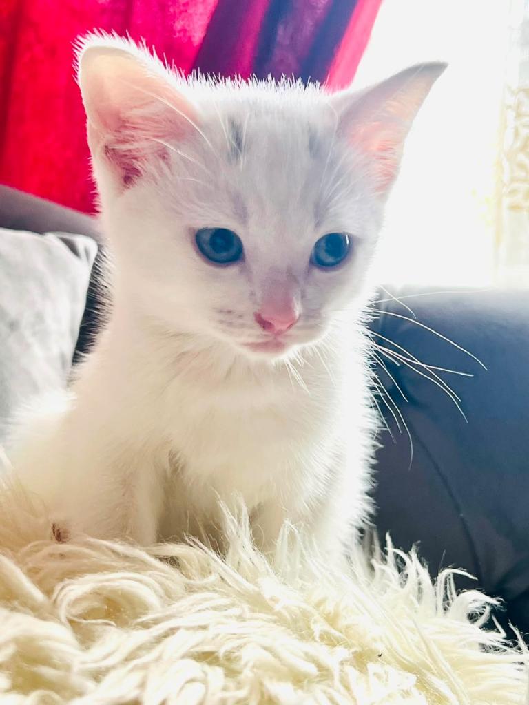 Kittens
