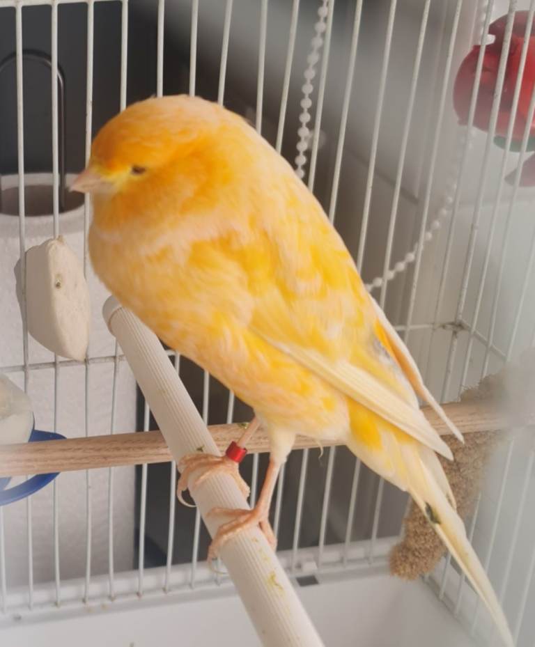 Yorkshire canary for sale