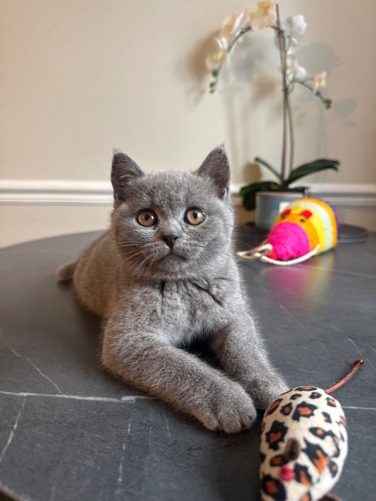 Beautiful British short hair kitten