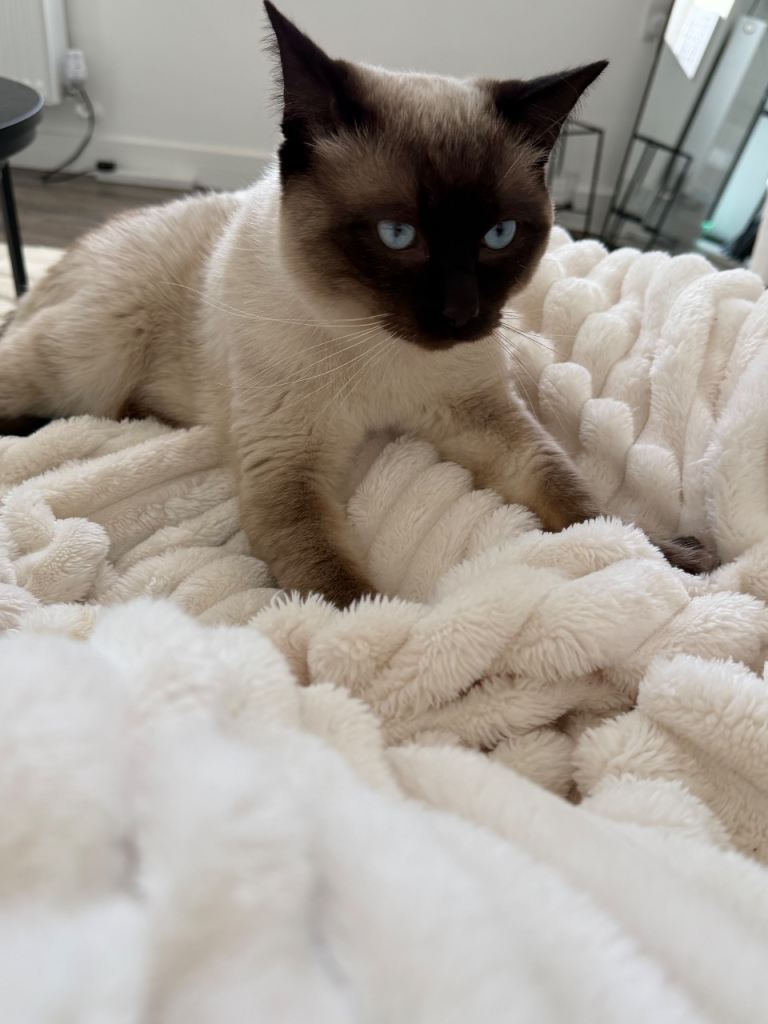 Ragdoll/Siamese