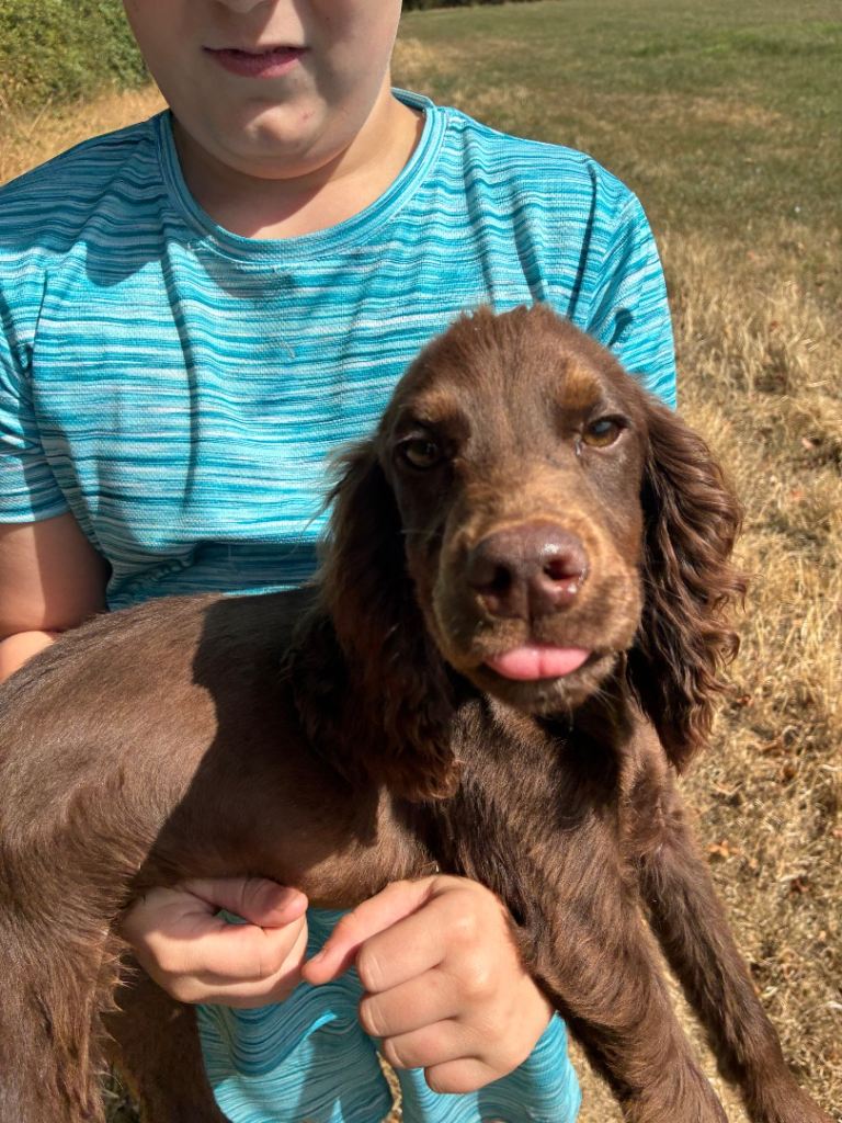 Full bred Cocker spaniel puppies