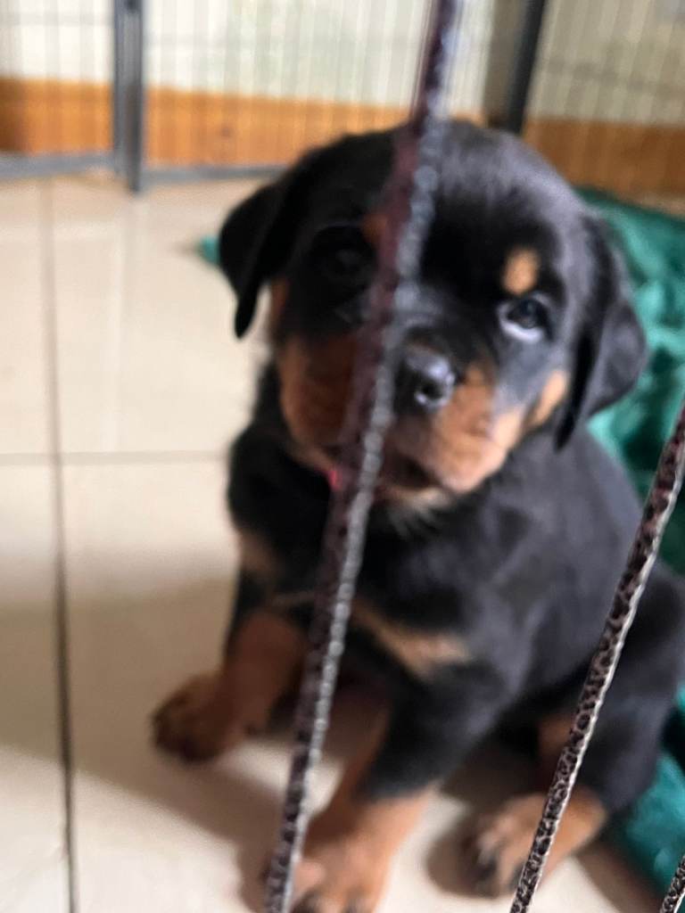 KC Registered Rottweiler puppies for sale