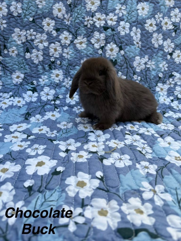 Baby Mini Lops Ready 01/05