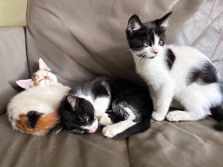 Adorable Kittens 😻