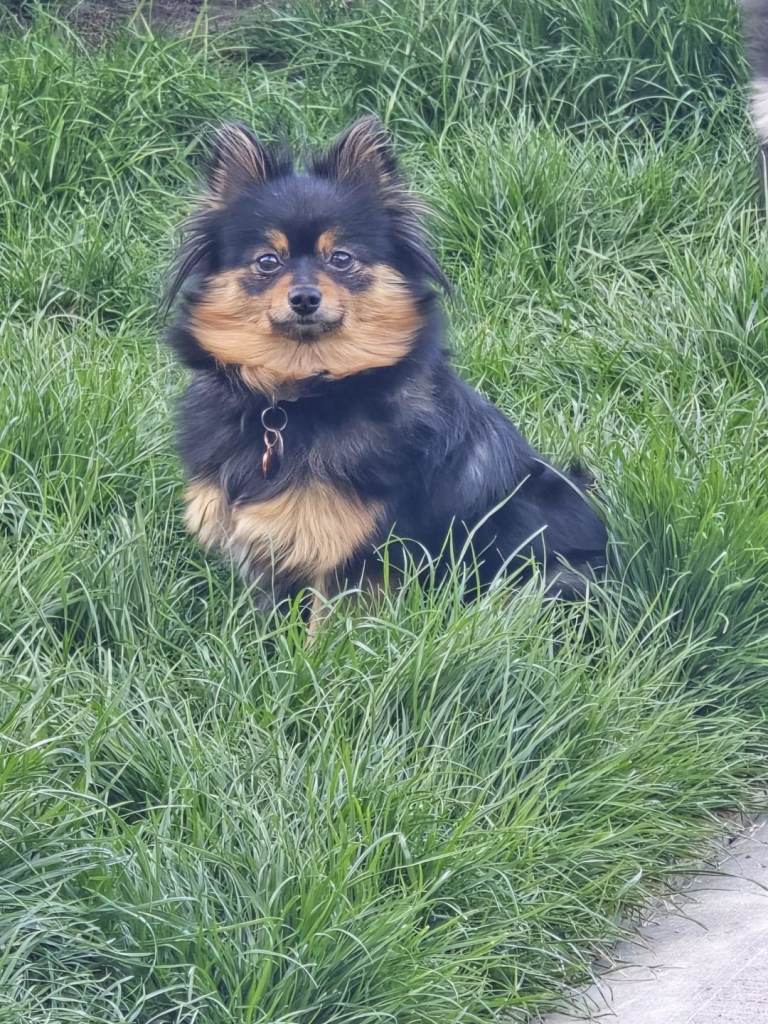 Pomeranians 2 boys 1 girl