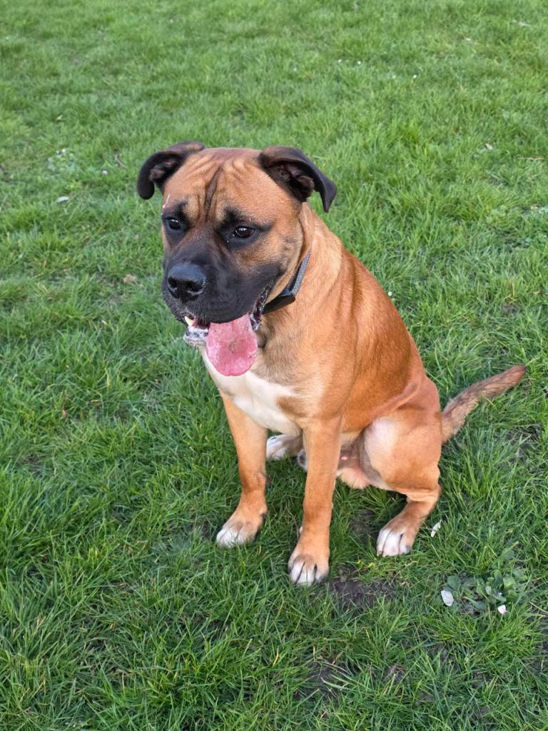 Gentle Giant needing a loving home!