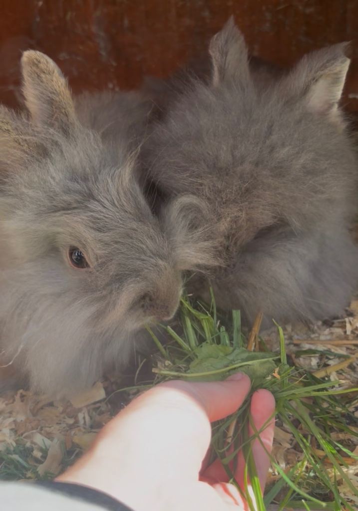 Lionhead rabbits 