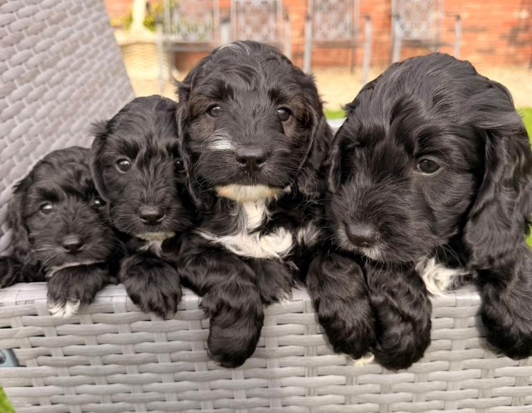 Beautiful Cockerpoo puppies 