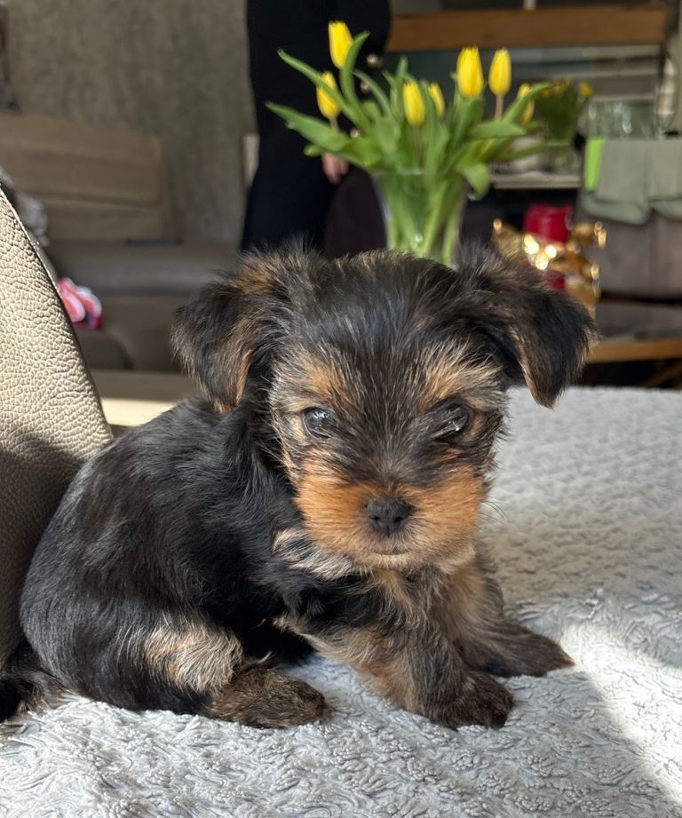 Yorkie boy for sale in Guildford