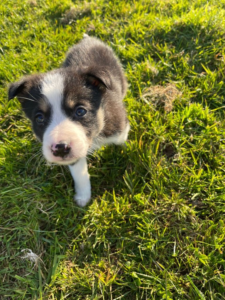 Collie pups