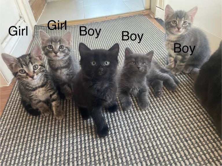 Beautiful Kittens are ready for new homes