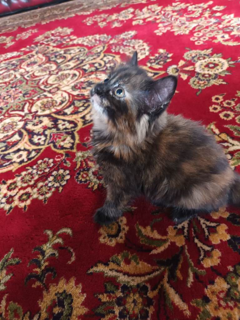 Persian X Soft Fluffy Friendly Female 