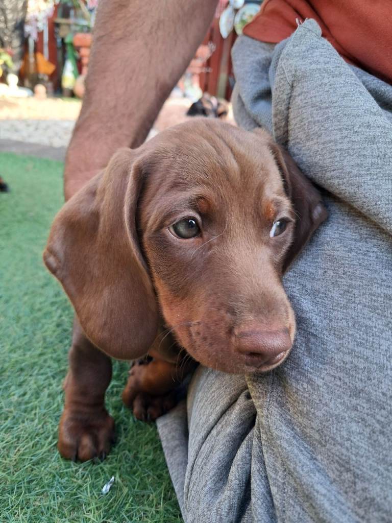 Beautiful Dachshund 