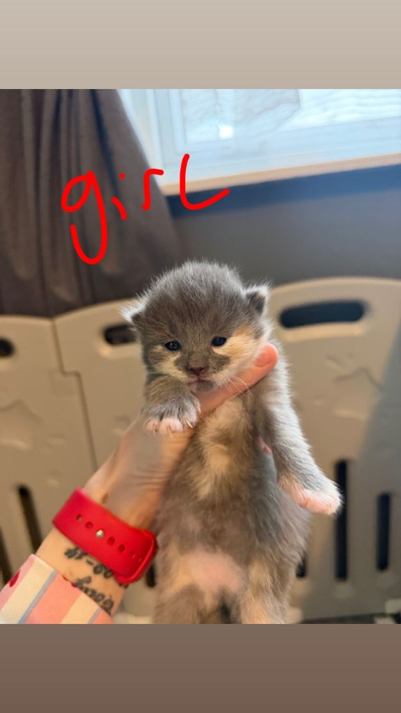 Kittens