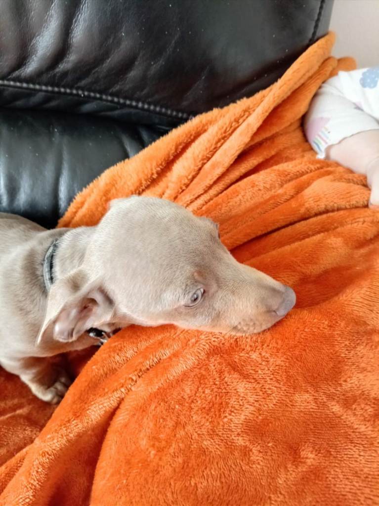 10 week old male daschund £500 ono