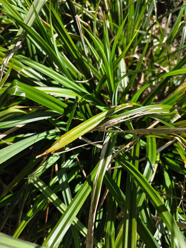 🌿 Mature Liriope (Lilyturf) Clumps – Hardy Garden Plants – £6 Each
