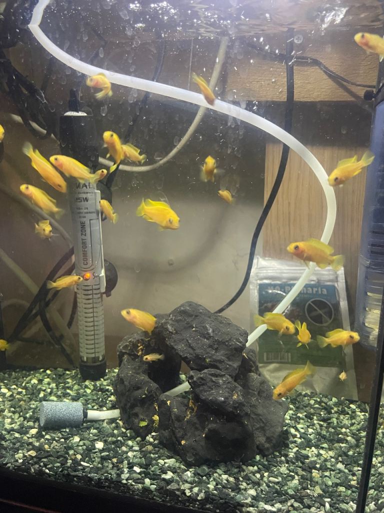 Young Saulosi Cichlids 