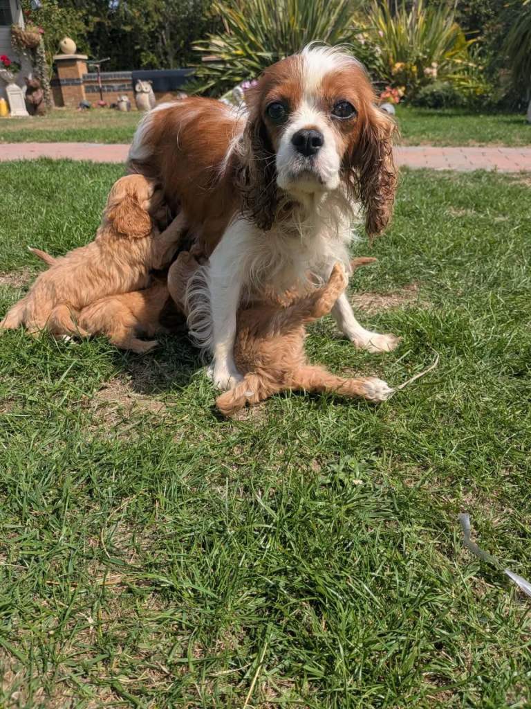 6 beautiful red Cavapoo puppies