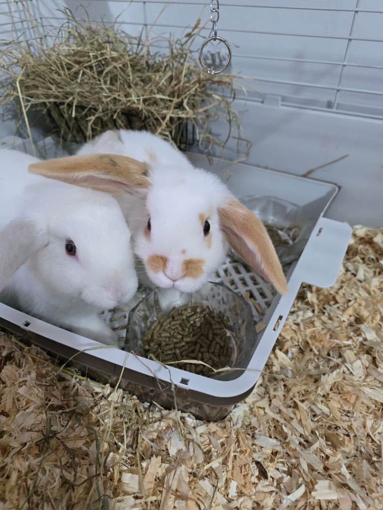 rabbits 2 boys