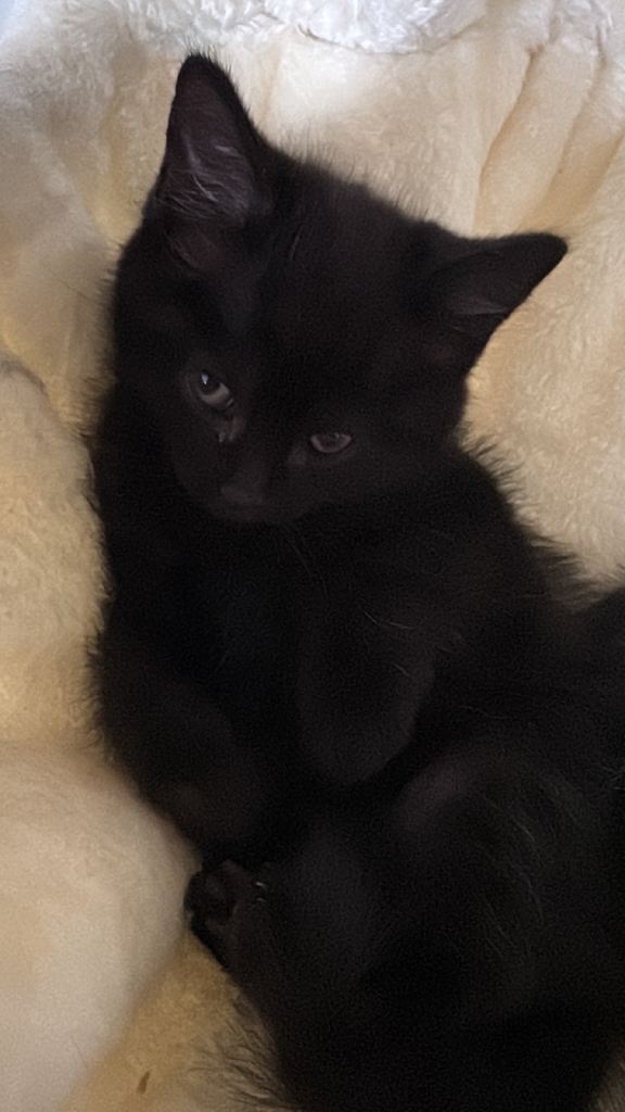 Adorable Kittens Looking for Forever Homes. Half ragdoll! 