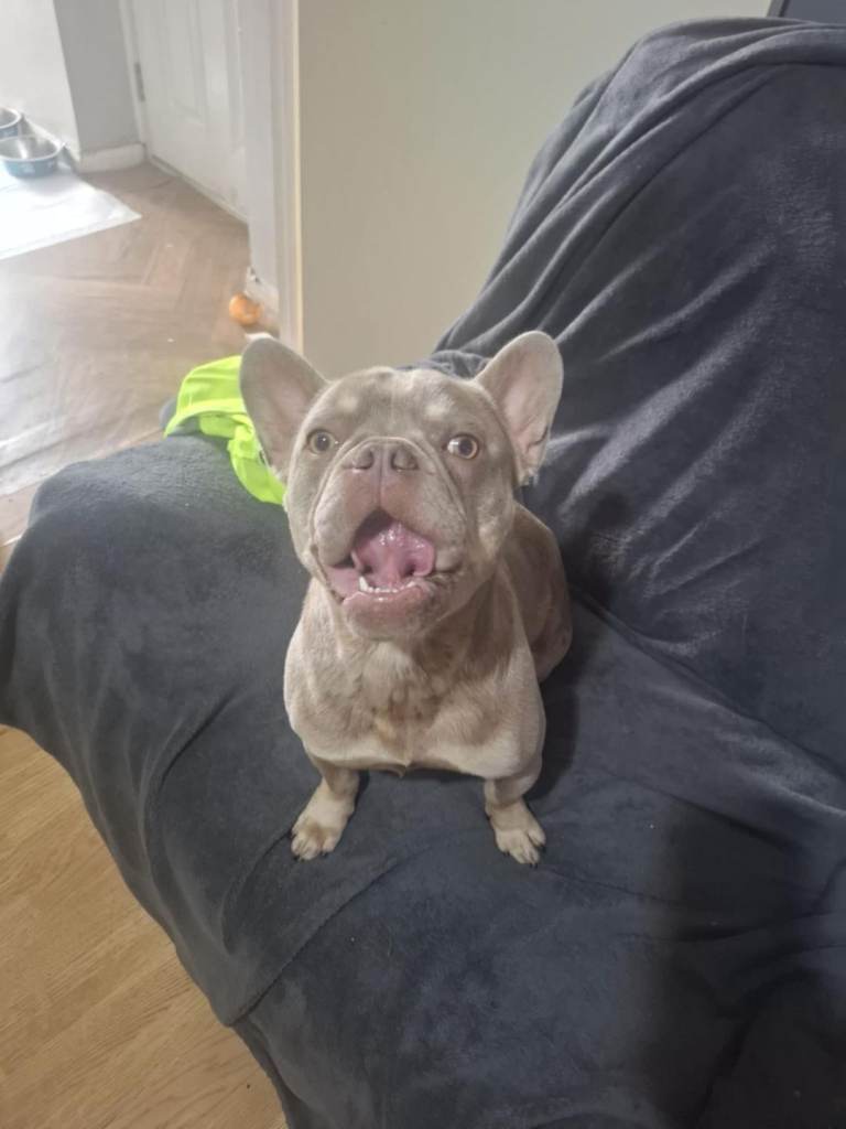 1+yr old French Bulldog