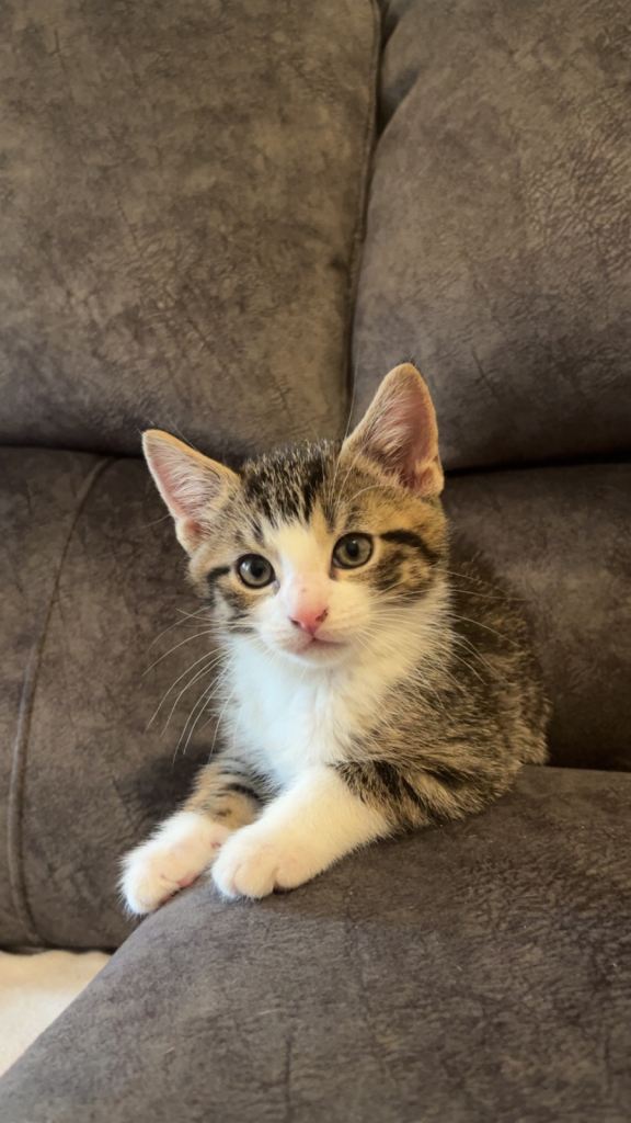 8 week old kittens ready for new home male kittens