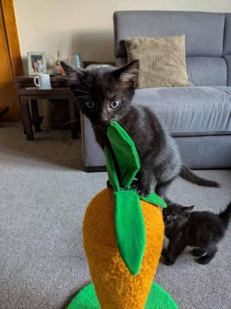Kittens for sale 
