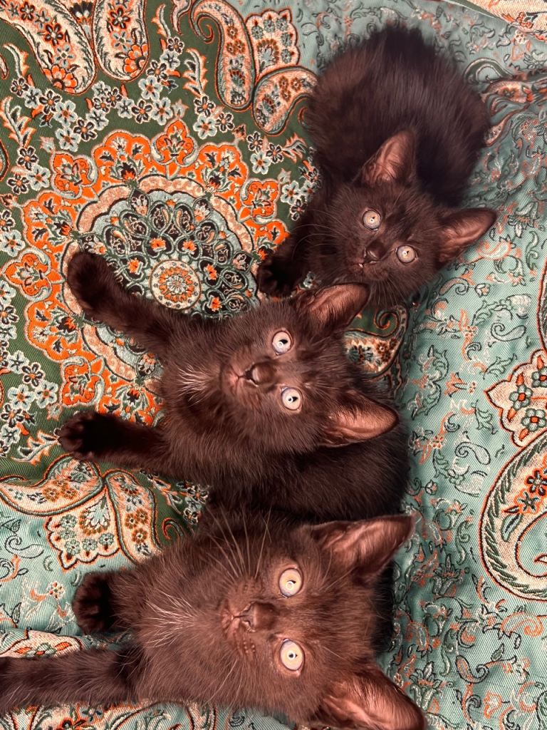 Two Boys x Crossed Turkish Angora.  Ready Today. Tabby