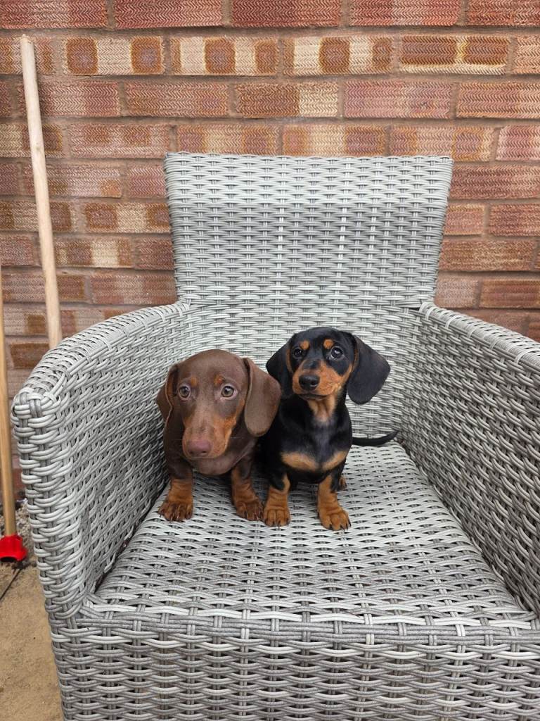8 weeks old ready now ( ready ) 2 x female Dachsaund pure breed puppies 