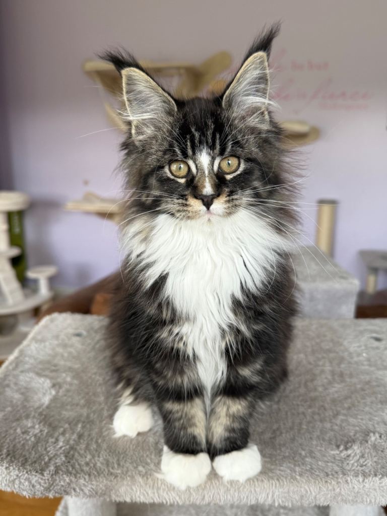 Registered Maine Coon Kittens – Home Raised – Neutered & Vaccinated